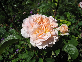 Pale Peach Rose Bloom in Garden