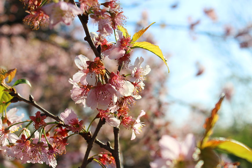 Close-up of pink cherry blossoms on a branch against blue sky