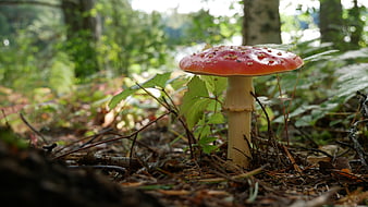 Red Fly Agaric Mushroom in Forest Undergrowth