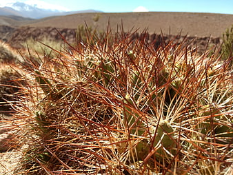 Close-up of Spiny Desert Cactus in Chilean Landscape
