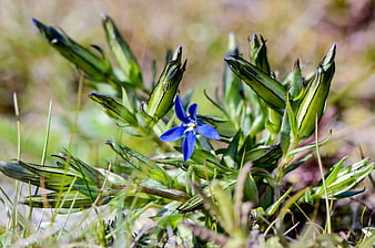 Blue Gentiana Nivalis Flower in Alpine Meadow
