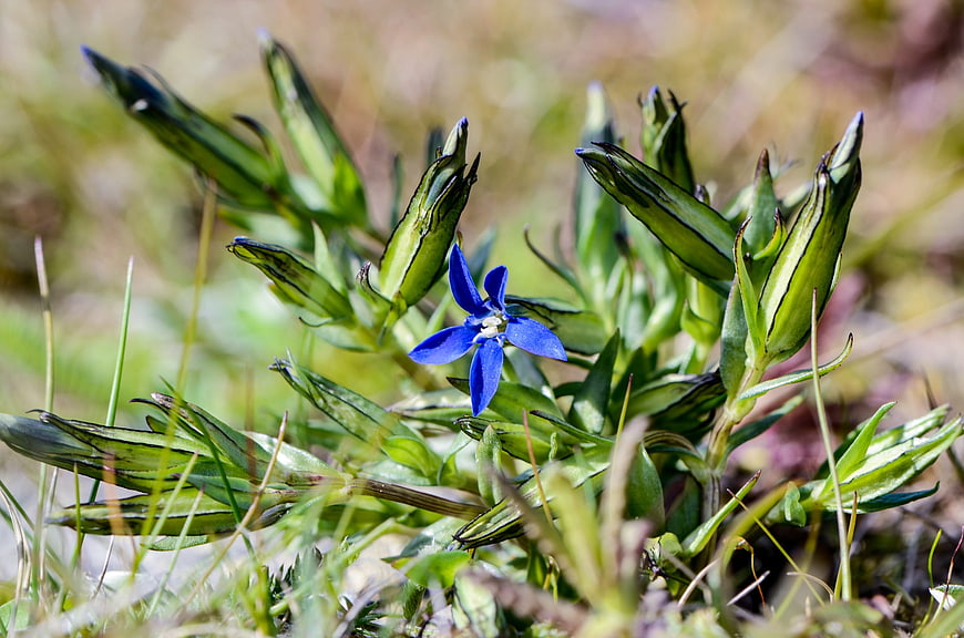 Blue Gentiana Nivalis Flower in Alpine Meadow