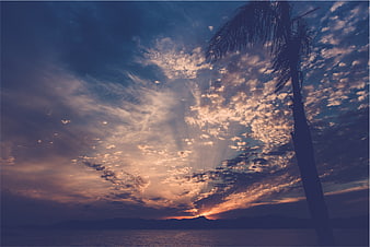 Dramatic Sunset Sky with Palm Tree Silhouette Over Ocean