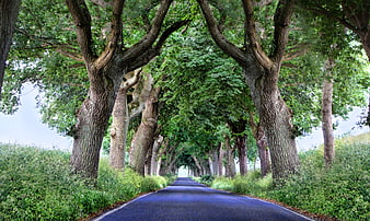 Tree-lined country road with green canopy in summer