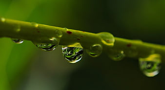 Macro Water Droplets on Green Plant Stem