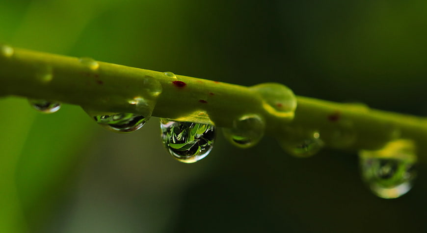 Macro Water Droplets on Green Plant Stem