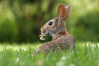 Cute brown rabbit eating clover in green grass
