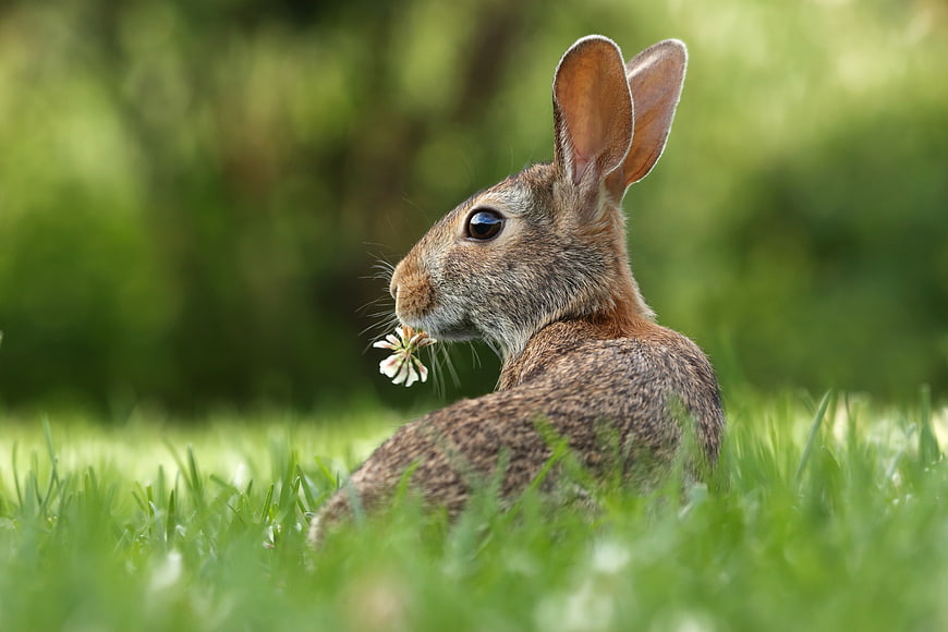 Cute brown rabbit eating clover in green grass