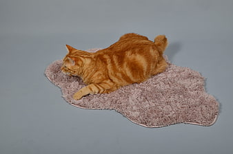 Orange Tabby Cat Lying on Pink Shaggy Mat