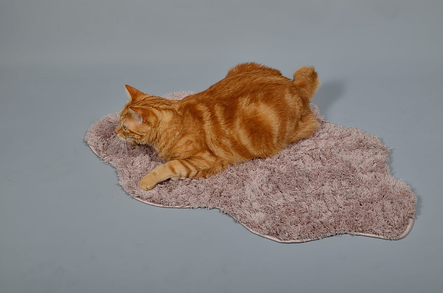 Orange Tabby Cat Lying on Pink Shaggy Mat