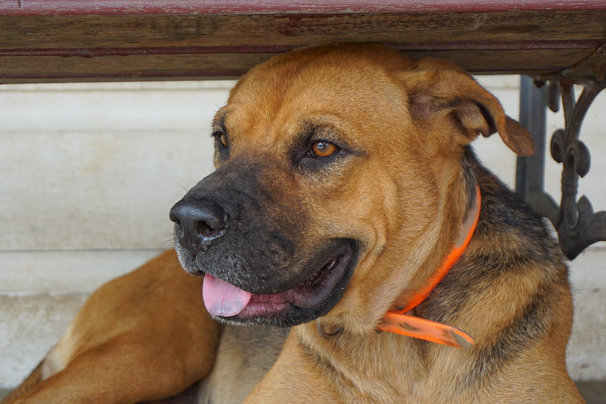 Cute brown dog resting under a wooden bench