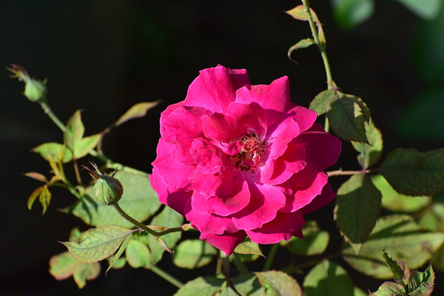 Vibrant Pink Rose in Full Bloom with Green Leaves