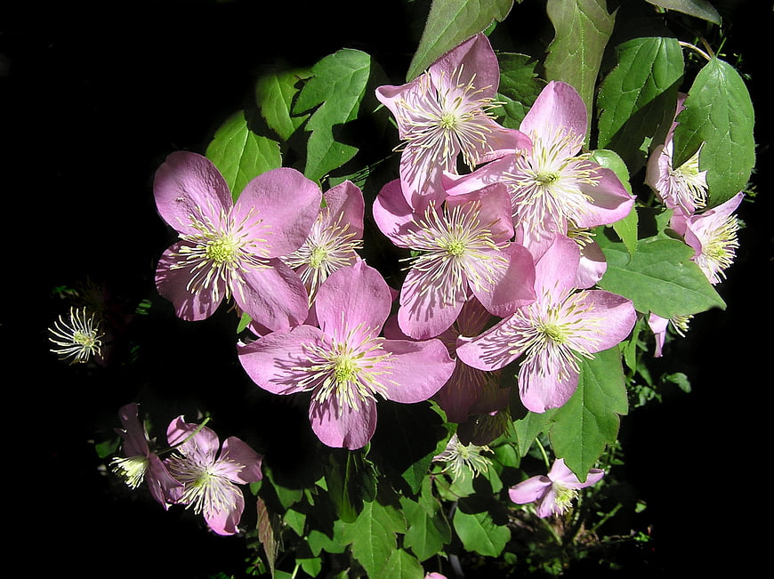 Pink Clematis Flowers Blooming in Garden