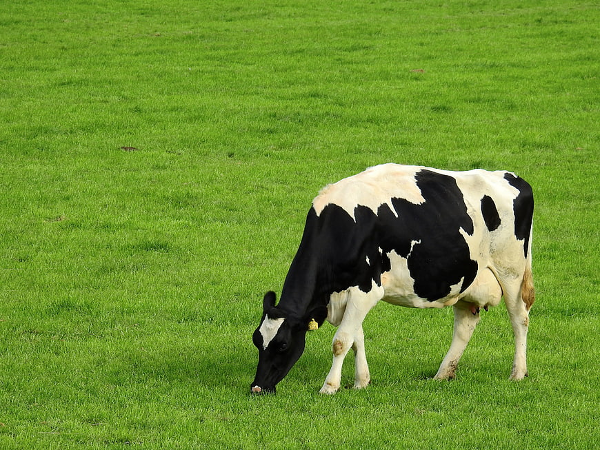Black and white cow grazing in green meadow