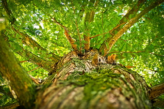 Low angle view of mossy tree trunk and green canopy