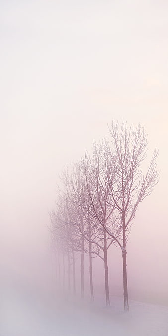 Row of bare trees in snowy winter fog