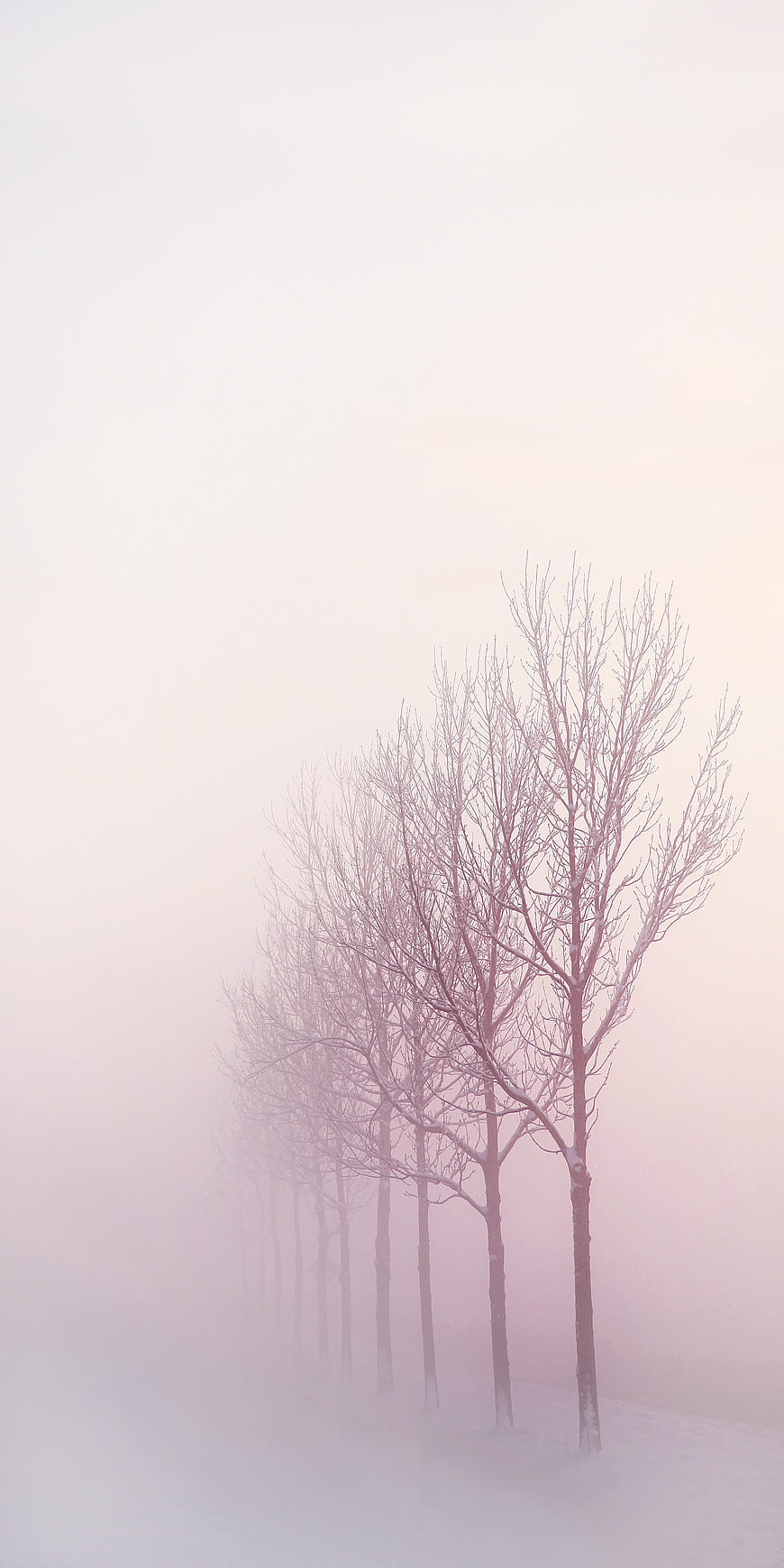 Row of bare trees in snowy winter fog