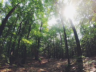 Hiker Walking on Forest Trail with Sunlight