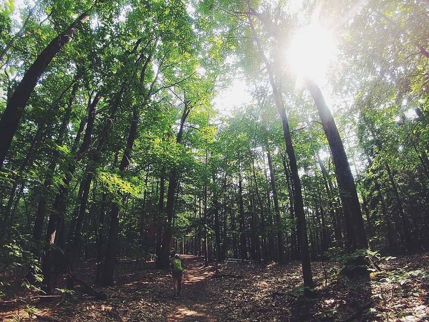 Hiker Walking on Forest Trail with Sunlight