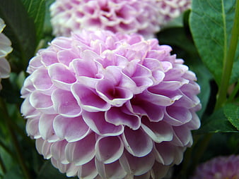 Close-up of a blooming pink dahlia flower with green leaves