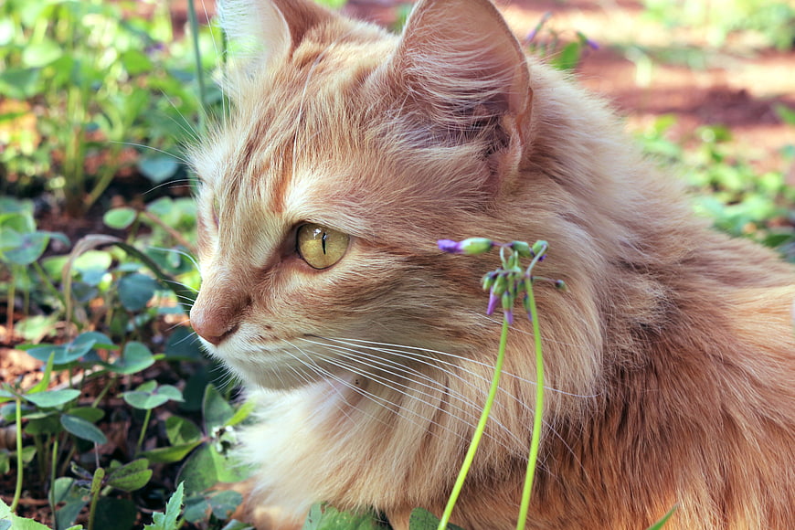 Close-up of a fluffy ginger cat in a garden