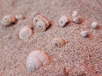 Close-up of small snail shells scattered on coarse sand