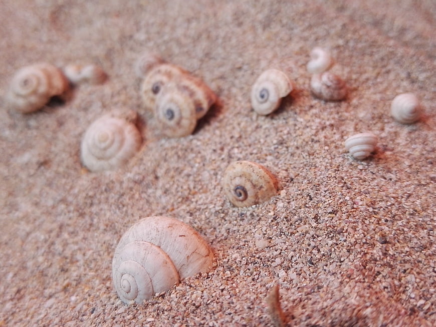 Close-up of small snail shells scattered on coarse sand