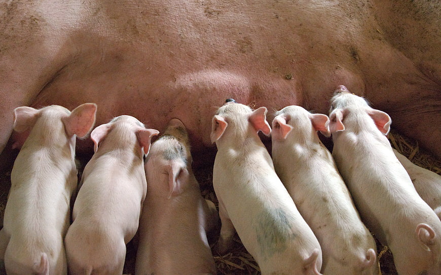 Group of piglets nursing from a sow in a farm barn