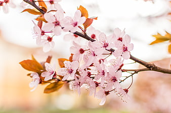 Close-up of delicate pink cherry blossoms on a branch