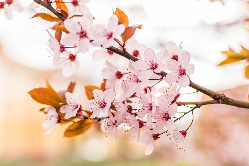 Close-up of delicate pink cherry blossoms on a branch