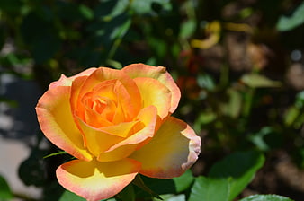 Close-up of vibrant yellow and orange rose in garden