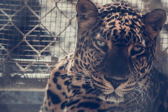 Close-up portrait of a leopard behind a chain-link fence
