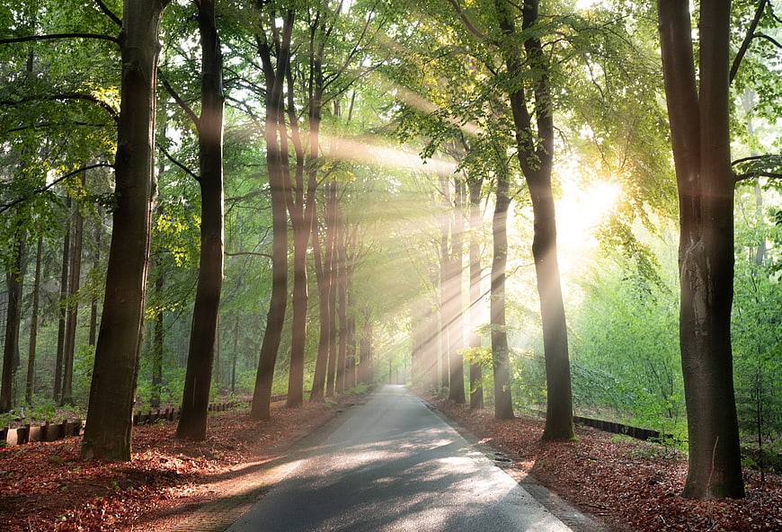 Sunbeams shining through trees on a forest path