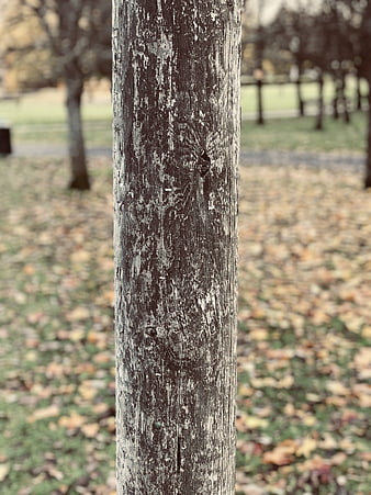 Close-up of weathered wooden post in autumn park