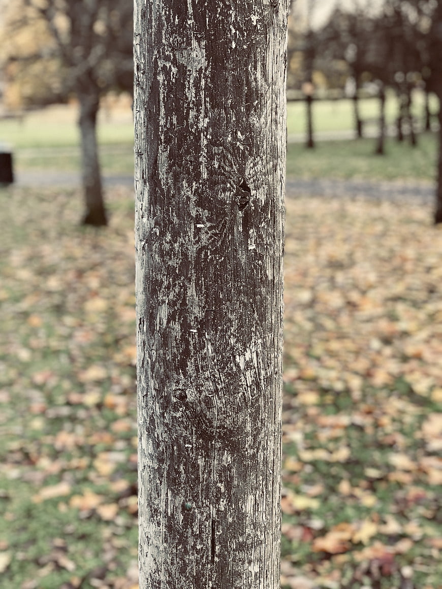 Close-up of weathered wooden post in autumn park