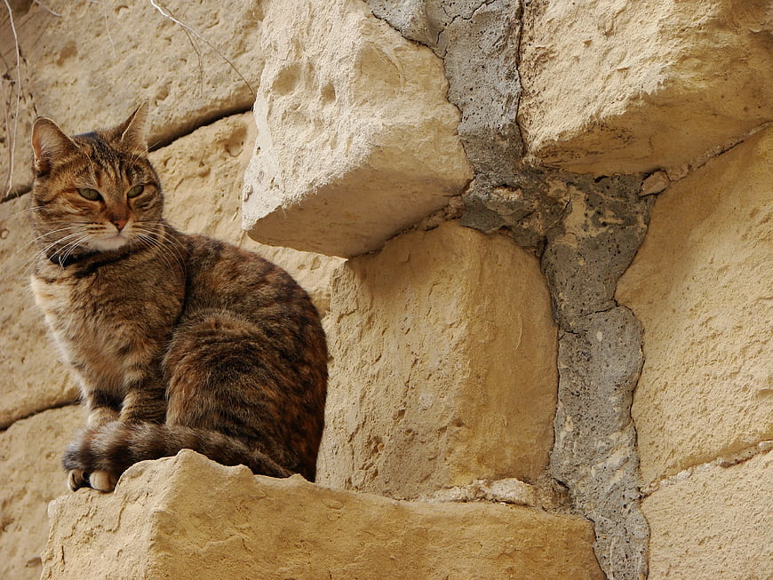 Brown Tabby Cat Sitting on Ancient Stone Wall
