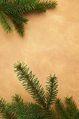 Christmas Pine Branches on Kraft Paper Background