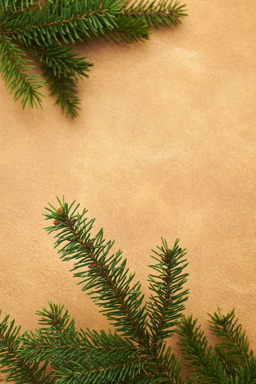 Christmas Pine Branches on Kraft Paper Background