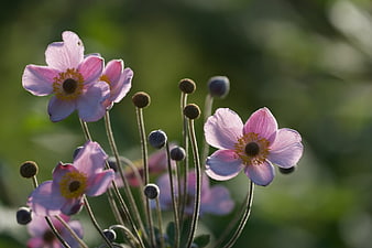 Pink Anemone Flowers Blooming in Garden with Green Bokeh