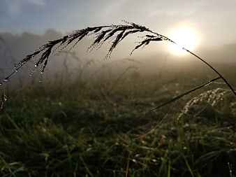 Dewy grass silhouette against misty sunrise in a meadow