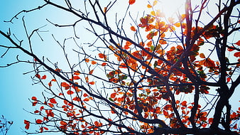 Sunlit Orange Leaves on Bare Branches Against Blue Sky