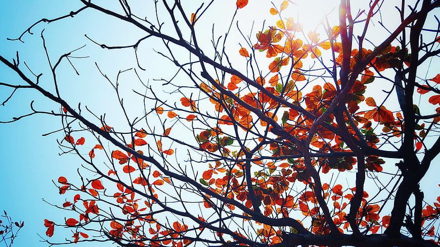 Sunlit Orange Leaves on Bare Branches Against Blue Sky