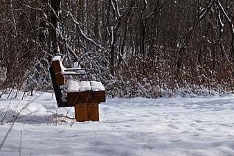 Empty wooden bench covered in snow in winter forest