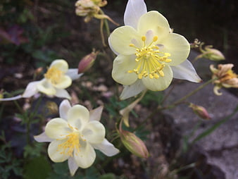 Close-up of pale yellow columbine flowers in a garden