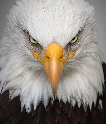 Close-up portrait of a bald eagle head with intense eyes