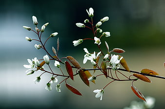 White Blossoms on Branch with Red Leaves