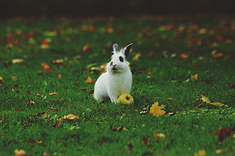 White Rabbit with Apple in Autumn Grass