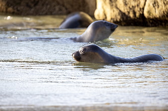 Elephant Seals Swimming in Ocean Water Near Rocks