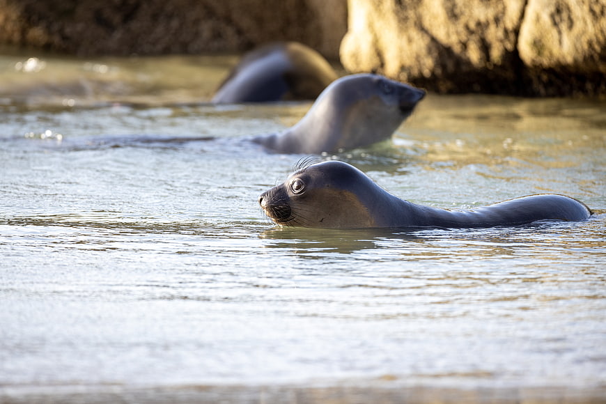 Elephant Seals Swimming in Ocean Water Near Rocks
