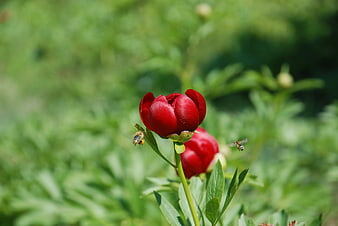 Red Peony Bud with Flying Bees in Green Garden